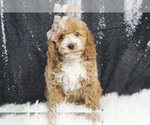 Puppy Capper AKC Schnoodle (Miniature)