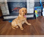 Small Photo #5 Golden Retriever Puppy For Sale in FALCON, CO, USA