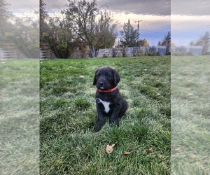 Labradoodle Puppy for sale in MONTROSE, CO, USA