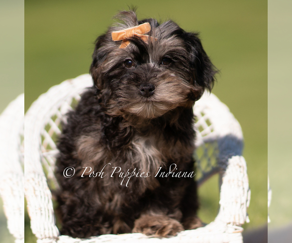 Medium Photo #5 Yorkipoo Puppy For Sale in WARSAW, IN, USA