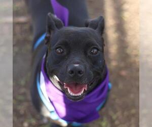 Dachshund-Unknown Mix Dogs for adoption in San Antonio, TX, USA