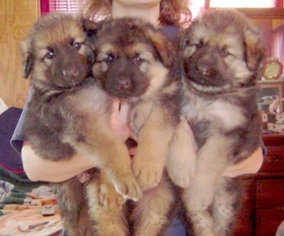 German Shepherd Dog Puppy for sale in CLEAR BROOK, VA, USA