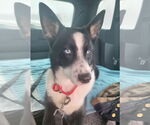 Small #4 Siberian Husky Mix