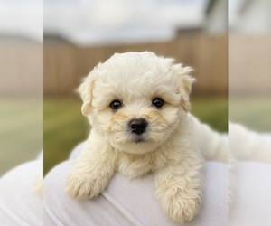 Medium Maltipoo