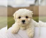Puppy Puppy 1 Maltipoo