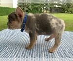 Small #3 French Bulldog