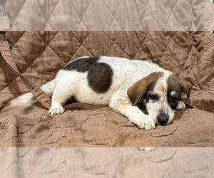Mutt Dogs for adoption in Mundelein, IL, USA