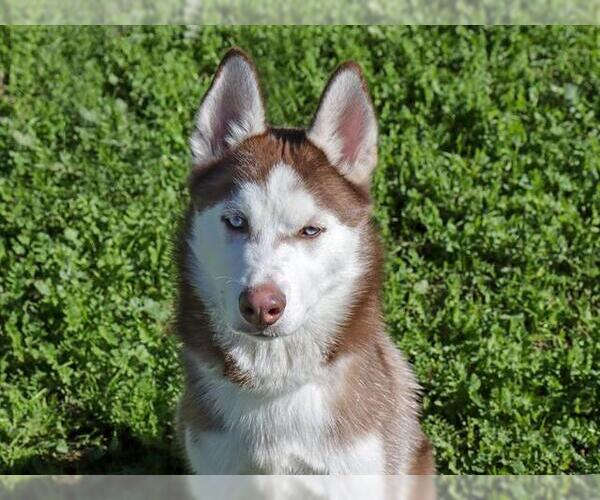 Medium Photo #1 Siberian Husky Puppy For Sale in Ojai, CA, USA