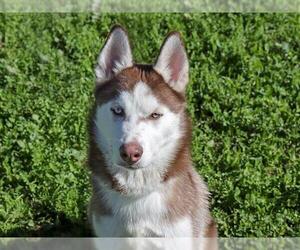 Siberian Husky Dogs for adoption in Ojai, CA, USA
