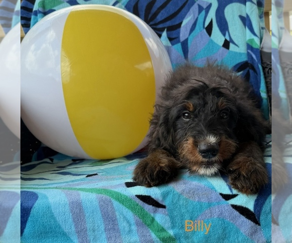 Medium Photo #3 Bernedoodle (Miniature) Puppy For Sale in KINGSPORT, TN, USA