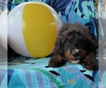 Small #2 Bernedoodle (Miniature)