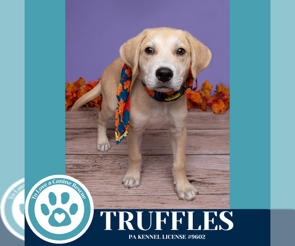 Medium Photo #2 Labrenees Puppy For Sale in Kimberton, PA, USA