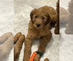 Small Photo #3 Goldendoodle (Miniature) Puppy For Sale in EDWARDSBURG, MI, USA