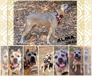 America Bandogge Mastiff-Cane Corso Mix Puppy for sale in MARSHALL, TX, USA
