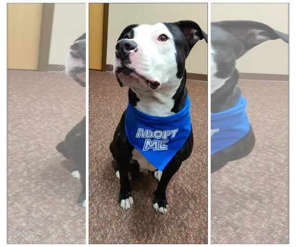 Medium Photo #3 American Pit Bull Terrier-Unknown Mix Puppy For Sale in Crystal, MN, USA