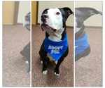 Small #2 American Pit Bull Terrier Mix