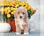 Lydell - Male Poodle (Miniature) Puppy for Sale - Photo #4