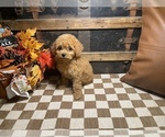 Small #1 Cavapoo (Miniature)