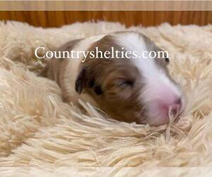 Shetland Sheepdog Puppy for sale in GRAFTON, OH, USA