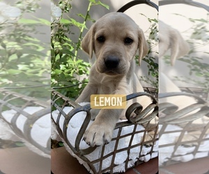 Labrador Retriever Puppy for sale in STOCKTON, CA, USA