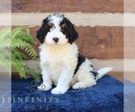 Small #1 Bernedoodle (Miniature)