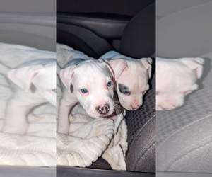 American Bully-American Pit Bull Terrier Mix Puppy for sale in BROOKLYN, NY, USA