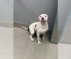 Mutt Dogs for adoption in Las Vegas, NV, USA