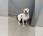 Small Mutt