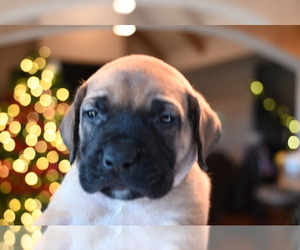 Mastiff Puppy for Sale in BIXBY, Oklahoma USA