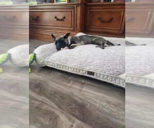 Belgian Malinois Dog for Adoption in POMONA, California USA