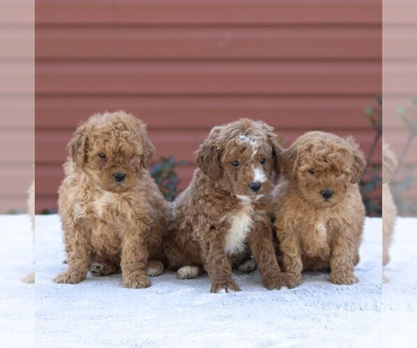 Medium Photo #2 Goldendoodle-Poodle (Miniature) Mix Puppy For Sale in LITITZ, PA, USA
