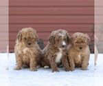 Small Photo #2 Goldendoodle-Poodle (Miniature) Mix Puppy For Sale in LITITZ, PA, USA