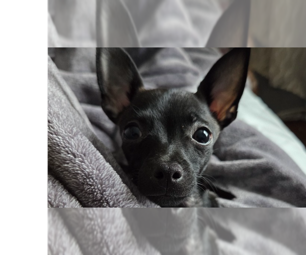 Medium Photo #2 Italian Greyhuahua Puppy For Sale in Springdale, PA, USA