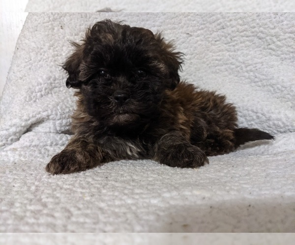 Full screen Photo #4 ShihPoo Puppy For Sale in MCMINNVILLE, TN, USA