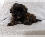 Small Photo #4 ShihPoo Puppy For Sale in MCMINNVILLE, TN, USA