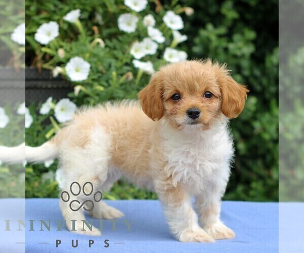 Medium Photo #4 Cavapoo Puppy For Sale in EAST EARL, PA, USA