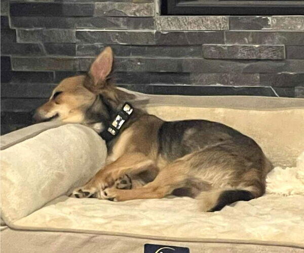 Medium Photo #7 Chihuahua-Unknown Mix Puppy For Sale in Westmont, IL, USA