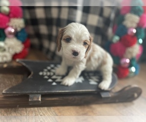 Lhasalier Puppy for sale in BISMARCK, ND, USA