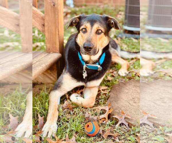 Medium Photo #4 German Shepherd Dog-Unknown Mix Puppy For Sale in Holly Springs, NC, USA