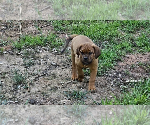 Medium Photo #6 Dogue de Bordeaux Puppy For Sale in MONROE, GA, USA