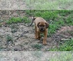 Small #5 Dogue de Bordeaux