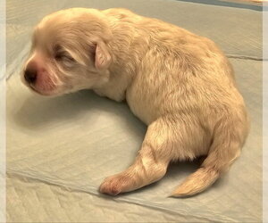 Tater - Male Havanese Dog for Adoption - Photo #7