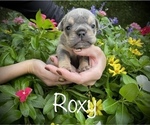Small Photo #3 Bulldog Puppy For Sale in SPRING, TX, USA