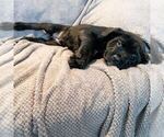 Small Photo #2 Cane Corso Puppy For Sale in SEATTLE, WA, USA
