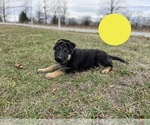 Small Photo #3 German Shepherd Dog Puppy For Sale in BOLIVAR, MO, USA