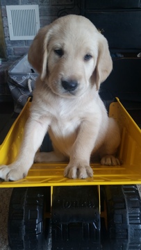 Medium Photo #1 Labradoodle Puppy For Sale in PIERCETON, IN, USA