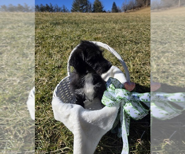 Medium Photo #2 Anatolian Shepherd-Sheepadoodle Mix Puppy For Sale in ALEXANDER, NC, USA