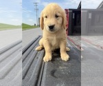 Puppy Brodie Golden Retriever