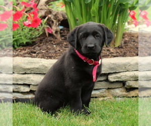 Medium Labrador Retriever