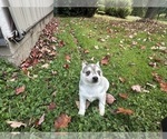 Small #5 Alaskan Klee Kai-Pomeranian Mix